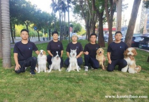 深圳训犬，教练免费上门接