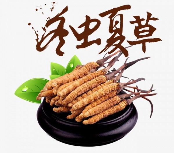 天津市回收冬虫夏草Cordyceps13699122221燕窝海参